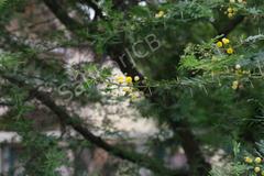 Acacia nilotica subsp. indica